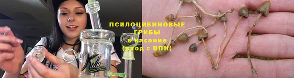 прущие грибы Алексеевка